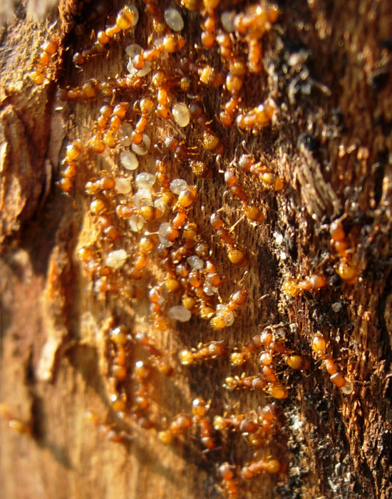 Camponotus cfr. ligniperda